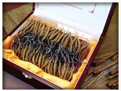 沙田镇冬虫夏草回收